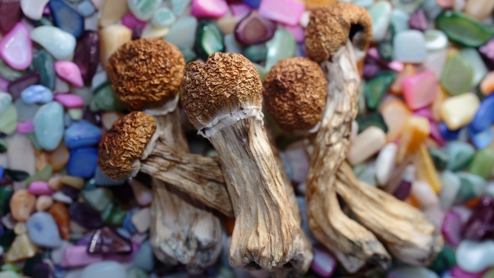 When Do Shrooms Kick In Fast And Dangerous Facts Safe Haven Recovery when-do-shrooms-kick-in-fast-and-dangerous-facts-safe-haven-recovery